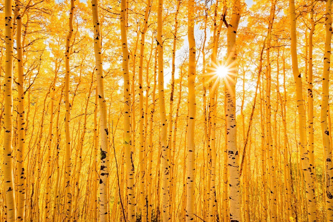 Colorado Wall Art Nature Prints Aspen Tree Wall Art Etsy