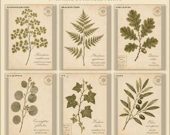 Vintage Fern and Foliage Prints Set of 6, Woodland Botanical Wall Art, Printable Leaf Decor, Digital Download