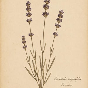 May include: A botanical illustration of Lavandula angustifolia, or lavender, featuring purple flower spikes and green stems on a beige background. Text includes No. 2054, a circular Herbarium Kew Garden Sussex stamp, and the label Herb. P. Morison. Juillet 1876.