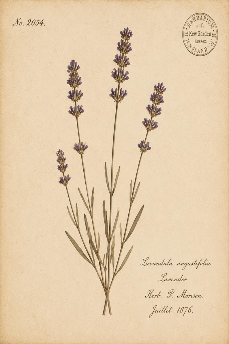May include: A botanical illustration of Lavandula angustifolia, or lavender, featuring purple flower spikes and green stems on a beige background. Text includes No. 2054, a circular Herbarium Kew Garden Sussex stamp, and the label Herb. P. Morison. Juillet 1876.