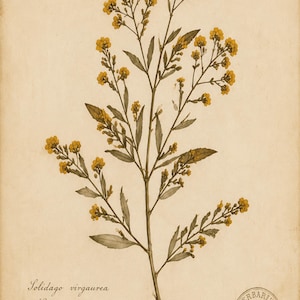 May include: A botanical illustration of a Goldenrod plant with yellow flowers and green leaves on a beige background. Text includes No. 915, Solidago virgaurea, Goldenrod, Herb. J. Marceau, Sept. 1875, and a circular stamp reading Herbarium Northica Phil. D.H.