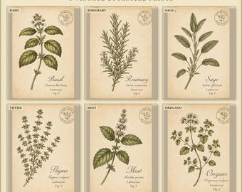 Vintage Culinary Herb Prints Set of 6, Antique Botanical Kitchen Wall Art, Printable Herbarium Decor, Digital Download