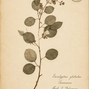 May include: A botanical print on aged paper featuring a pressed Eucalyptus globulus branch with rounded leaves and small buds. The text reads No. 1896, Eucalyptus globulus, Tasmanica, Herb. L. Delacourie, Oct. 1878, and a circular Herbarium de Fancourcle Paris stamp.