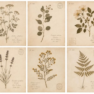 May include: A set of six rectangular prints featuring sepia-toned botanical illustrations of plants including yarrow, eucalyptus, dog rose, lavender, goldenrod, and bracken fern. Each print includes handwritten-style text, dates, and circular stamps.