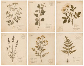 Vintage Botanical Print Set | Antique Herbarium Gallery Wall | French Botanical Collection | Cottagecore Wall Art | Digital Download