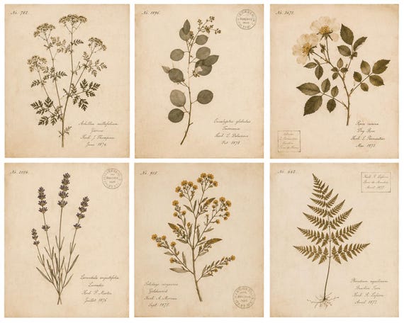 Vintage Botanical Print Set | Antique Herbarium Gallery Wall | French Botanical Collection | Cottagecore Wall Art | Digital Download