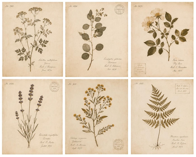 May include: A set of six rectangular prints featuring sepia-toned botanical illustrations of plants including yarrow, eucalyptus, dog rose, lavender, goldenrod, and bracken fern. Each print includes handwritten-style text, dates, and circular stamps.