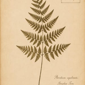 May include: A botanical illustration of a Pteridium aquilinum fern on aged paper. The print features the text No. 642, Herb. R. Aitken, Flora du Canada, Avril 1877, and the scientific name Pteridium aquilinum, Bracken Fern, Herb. R. Aitken, Avril 1877.