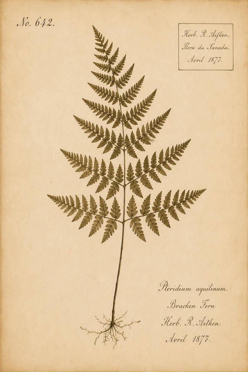 May include: A botanical illustration of a Pteridium aquilinum fern on aged paper. The print features the text No. 642, Herb. R. Aitken, Flora du Canada, Avril 1877, and the scientific name Pteridium aquilinum, Bracken Fern, Herb. R. Aitken, Avril 1877.