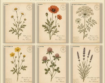 Vintage Wildflower Prints Set of 6, Meadow Botanical Wall Art, Printable Cottage Floral Decor, Digital Download