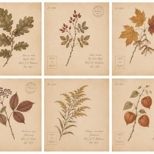 May include: A set of six square botanical prints on aged parchment paper, each featuring a detailed illustration of a plant species including oak, rose hips, maple, elderberry, goldenrod, and Chinese lantern with handwritten-style text labels.