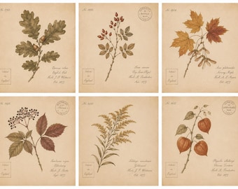 Vintage Autumn Botanical Prints Set of 6, Antique Herbarium Wall Art, Fall Botanical Illustrations, Cottagecore Nature Decor, Printable Art