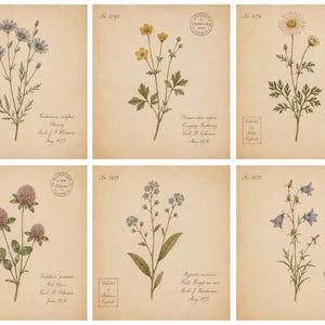 May include: A set of six botanical prints on aged parchment paper, each featuring a different wildflower illustration with handwritten labels, collection numbers, and dates. The flowers include blue chicory, yellow buttercups, daisies, red clover, forget-me-nots, and bluebells.