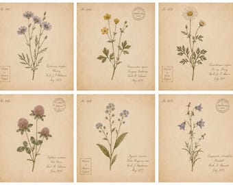Vintage Wildflower Botanical Prints Set of 6, Antique Herbarium Wall Art, Cottagecore Floral Prints, Victorian Botanical Digital Download