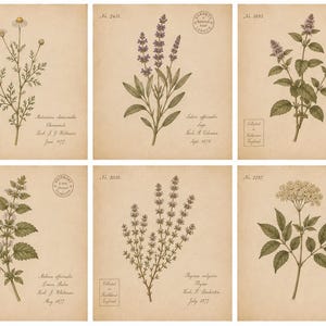 May include: A set of six botanical prints on aged paper featuring illustrations of chamomile, sage, peppermint, lemon balm, thyme, and elder. Each print includes a unique reference number, Latin plant names, and handwritten-style collection details.