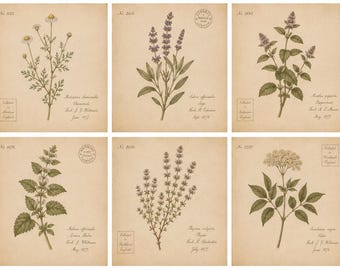 Vintage Medicinal Herb Botanical Print Set of 6, Antique Herbarium Wall Art, Cottagecore Herbal Prints, Farmhouse Kitchen Decor, Printable