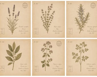 Vintage French Herb Botanical Prints Set of 6, Antique Herbarium Wall Art, Lavender Rosemary Thyme Oregano, Cottagecore Kitchen Decor