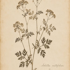 May include: A botanical illustration of Achillea millefolium, or Yarrow, on aged paper. The print features dark brown ink depicting the plant's feathery leaves and flower clusters. Text includes No. 782, Achillea millefolium, Yarrow, Herb. J. Thompson, June 1874.
