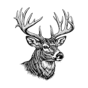 May include: A black and white ink-style illustration of a deer head featuring large, detailed antlers. The artwork uses cross-hatching and fine lines to define the texture of the fur, the shape of the ears, and the structure of the antlers.