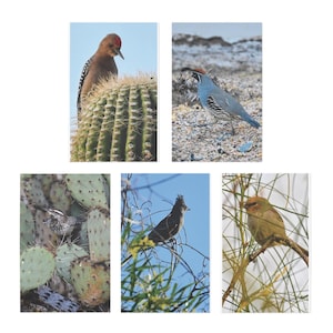 Birds of Arizona Greeting Cards | 5-Pack Sonoran Desert Variety Set, Sonoran Wildlife Photography, Note Cards with Field Guide Info