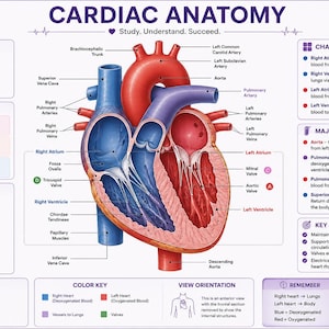 May include: An educational poster titled Cardiac Anatomy featuring a detailed anatomical illustration of the human heart. The diagram uses red and blue color coding to distinguish oxygenated and deoxygenated blood flow, with labels for chambers, valves, and major vessels.