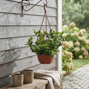 Goldfish Plant Live – 6" Hanging Pot, Red Orange Blooms
