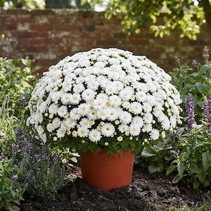 Puede incluir: Un denso y redondeado grupo de flores de crisantemo blancas con centros amarillos, plantadas en un sencillo recipiente de plástico de color terracota. La planta presenta numerosas flores blancas pequeñas y follaje verde.