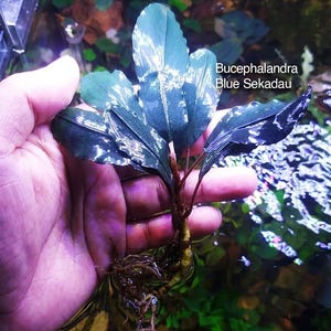 Könnte beinhalten: Eine Bucephalandra Blue Sekadau Wasserpflanze mit dunklen, glänzenden, gewellten Blättern und einem sichtbaren Wurzelsystem. Die Pflanze hat tief blau-grünes Laub mit einer reflektierenden Oberfläche und ist mit dem Text Bucephalandra Blue Sekadau beschriftet.
