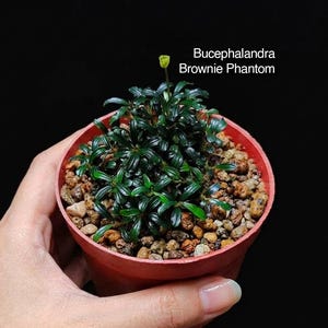 May include: A Bucephalandra Brownie Phantom plant with dark green, narrow leaves and a single small flower bud, potted in a reddish-brown container filled with a coarse, multi-colored gravel substrate against a solid black background.