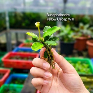 May include: A Bucephalandra Yellow Cecep Will aquatic plant featuring vibrant green, wavy-edged leaves and a single, slender yellow flower stalk. The plant has visible roots and is labeled with the text Bucephalandra Yellow Cecep Will.