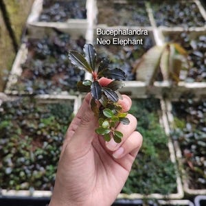 Op de afbeelding: Een Bucephalandra Neo Elephant waterplant met donkere, glanzende, langwerpige bladeren met golvende randen en een kleinere tros felgroen blad aan de basis, voorzien van de tekst Bucephalandra Neo Elephant.
