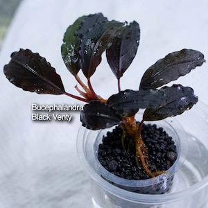 Könnte beinhalten: Eine Bucephalandra Black Venty Wasserpflanze mit dunklen, gewellten Blättern und rötlichen Stängeln, gepflanzt in einem kleinen, durchsichtigen Plastikbecher mit schwarzem Substrat und Wasser. Der Text Bucephalandra Black Venty ist auf dem Bild zu sehen.