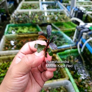 May include: A small Bucephalandra Melawi Kapit Red aquatic plant with dark reddish-purple and green oval-shaped leaves. The plant features a central stem with multiple leaves extending outward, displaying a deep color gradient from dark red to green.
