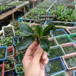 Bucephalandra Super Moon, lebende Aquarienpflanze, indonesische Wasserpflanze für Aquascaping