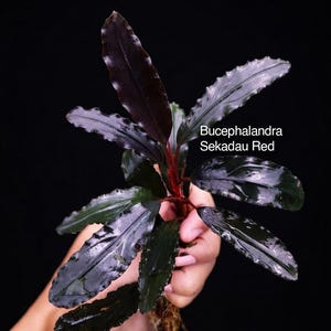 Könnte beinhalten: Eine Bucephalandra Sekadau Red Wasserpflanze mit dunklen, länglichen, gewellten Blättern und tiefroten Stielen. Die Pflanze hat einen zentralen Stängel mit mehreren ausstrahlenden Blättern und sichtbaren Wurzeln an der Basis.