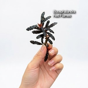 Bundling av Bucephalandra 'Red Flames' | Sällsynt röd vattenlevande aroid