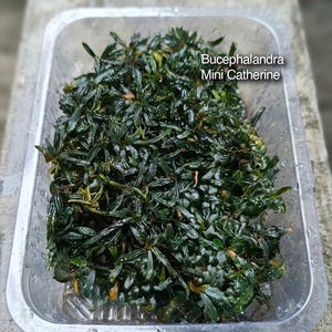 Könnte beinhalten: Ein durchsichtiger Kunststoffbehälter gefüllt mit dunkelgrünen Bucephalandra Mini Catherine Wasserpflanzen. Die Blätter sind schmal, strukturiert und dicht gepackt. Der Text 'Bucephalandra Mini Catherine' ist in Weiß auf der rechten Seite aufgedruckt.