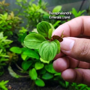 Könnte beinhalten: Eine Bucephalandra Emerala Wasserpflanze mit kleinen, abgerundeten, hellgrünen Blättern mit ausgeprägten Blattadern. Die Pflanze hat einen rotbraunen Stängel und ist mit dem Text Bucephalandra Emerala (rare) und Isara Nursery beschriftet.