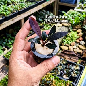 Puede incluir: Una planta acuática Bucephalandra Sweet Maharani con hojas de color verde y morado oscuro, plantada en una pequeña maceta de red de plástico negro con sustrato de espuma blanca. La planta tiene follaje estrecho y puntiagudo con el texto Bucephalandra Sweet Maharani.