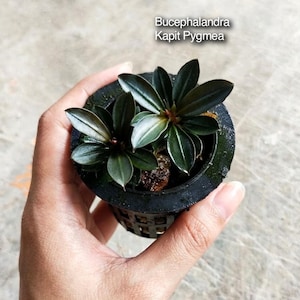 May include: A Bucephalandra Kapit Pygmea aquatic plant with dark green, elongated leaves growing in a small black plastic mesh net pot. The plant features multiple stems with pointed foliage and is labeled with the text Bucephalandra Kapit Pygmea.