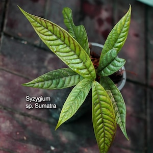 Puede incluir: Una planta Syzygium sp. Sumatra con hojas alargadas en forma de lanza que presentan una superficie texturizada y veteada. El follaje muestra un degradado de tonos verdes y marrón rojizo oscuro. La planta está en una maceta transparente.