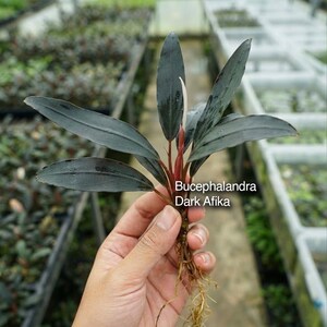 Könnte beinhalten: Eine Bucephalandra Dark Afika Wasserpflanze mit dunklen, länglichen, lanzettförmigen Blättern und rötlichen Stängeln. Die Pflanze zeigt einen einzelnen weißen Blütenstand und sichtbare helle Wurzeln. Der Text Bucephalandra Dark Afika ist zu sehen.