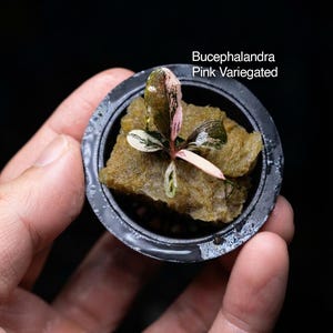 May include: A Bucephalandra Pink Variegated plant with small, pointed leaves featuring green and pink variegation. The plant is rooted in a square block of brown mineral wool, which is held inside a small, circular black plastic net pot.