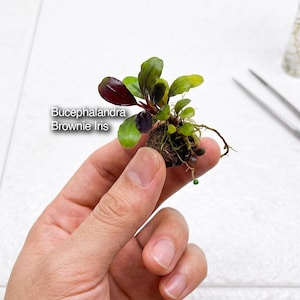 May include: A Bucephalandra Brownie Iris aquatic plant with small, oval-shaped leaves in shades of deep purple and vibrant green. The plant is attached to a dark, porous circular base with visible roots extending outward from the bottom.