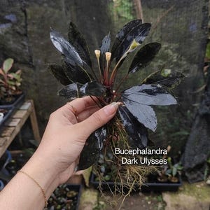Könnte beinhalten: Eine Bucephalandra Dark Ulysses Wasserpflanze mit dunklen, glänzenden, lanzettlichen Blättern und kleinen, hellen, trompetenförmigen Blüten. Die Pflanze hat einen rötlichen Stängel und ein sichtbares Wurzelsystem mit dünnen, hellen, faserigen Wurzeln.