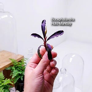 Bucephalandra ‘Hulu Manday’ | Rare Borneo Bucephalandra | Indonesian Aquatic Collector Plant