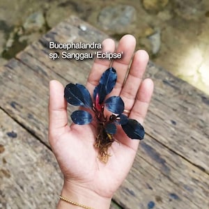 Könnte beinhalten: Eine Bucephalandra sp. Sanggau 'Eclipse' Wasserpflanze mit dunkelvioletten bis schwarzen, ovalen Blättern und einem rötlichen Stängel. Die Pflanze hat ein sichtbares Wurzelsystem an der Basis. Der Text auf dem Bild lautet Bucephalandra sp. Sanggau 'Eclipse'.