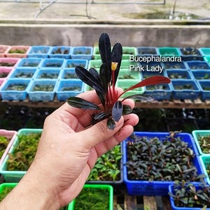 Könnte beinhalten: Eine Bucephalandra Pink Lady Wasserpflanze mit dunklen, länglichen, glänzenden Blättern und einem leuchtend roten Stiel mit einer kleinen gelben Blütenknospe. Die Pflanze wird aufrecht gehalten und zeigt ihr dunkles Laub und den roten Stiel.