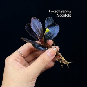 Könnte beinhalten: Eine Bucephalandra Moonlight Wasserpflanze mit dunkelvioletten, länglichen Blättern und einer einzelnen kleinen gelben Blütenknospe. Die Pflanze hat ein sichtbares Wurzelsystem an der Basis des Stängels. Der Text auf dem Bild lautet Isara Nursery, house of jungle plants, und Bucephalandra Moonlight.