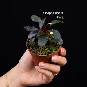 Op de afbeelding: Een Bucephalandra theia plant met donkergroene, ovaalvormige bladeren en twee kleine, lichtgele bloemknoppen, geplant in een kleine bruine plastic pot gevuld met groen mos. De tekst 'Bucephalandra theia' staat boven de plant gedrukt.